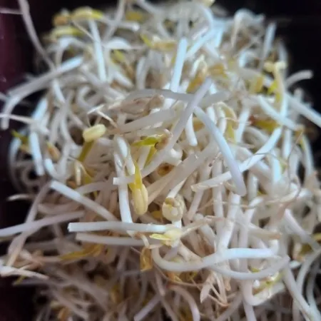 매일시장방문/숙주나물 3.5kg