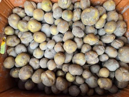 수미감자 왕특 10kg (크기 100g 이상)