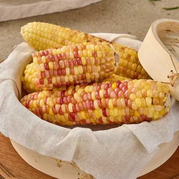 쪄서가는 냉동 홍찰옥수수 20개입 (왕특대)