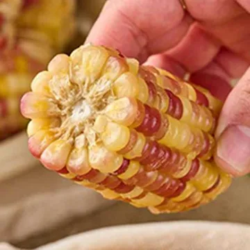 쪄서가는 냉동 홍찰옥수수 20개입 (특대)