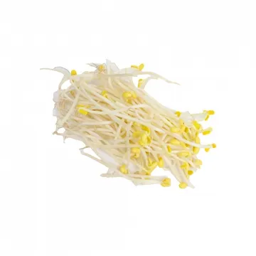 숙주나물/중국산 1kg