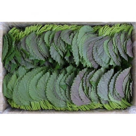 깻잎/찹찹/국내산 1kg 찹찹이깻잎