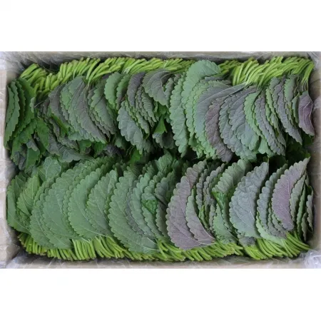 깻잎/찹찹/국내산 1kg 찹찹이깻잎