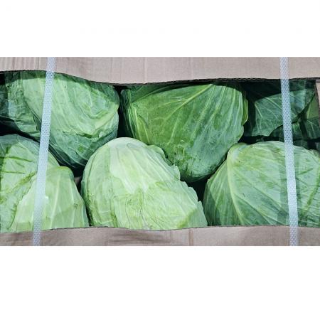 ★신규초특가★양배추/6입/중국산(박스/15kg/6통) 수입양배추