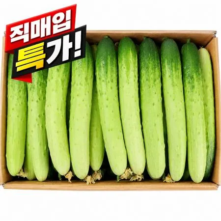 ★직매입 초특가★ 백오이 상 / 국내산 ±10kg