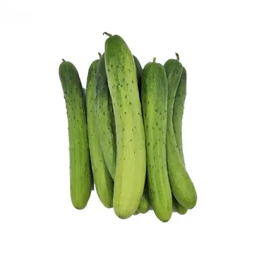 백오이/국내산 10개