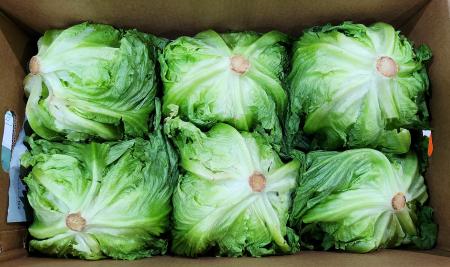 양상추/국내산 박스/벌크 12개