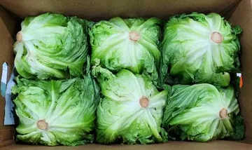 양상추/국내산 박스/벌크 12개