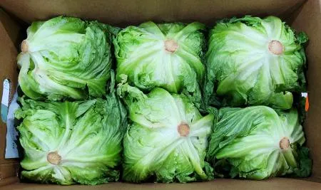 양상추/국내산 박스/벌크 12개