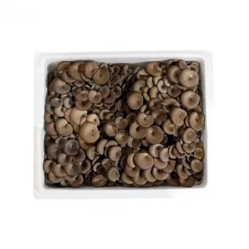 꽃느타리버섯 (A급)국내산 2kg