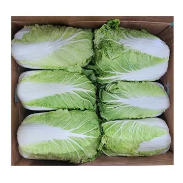 ★초특가★ 손질 배추 수입 15kg (6입) 중국산 손질배추 통배추 생배추