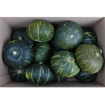 단호박 12구/국내산