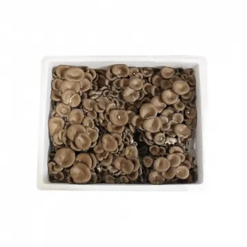 느타리/일반/국내산 2kg