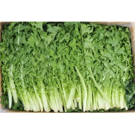 치커리/상 국내산 2kg