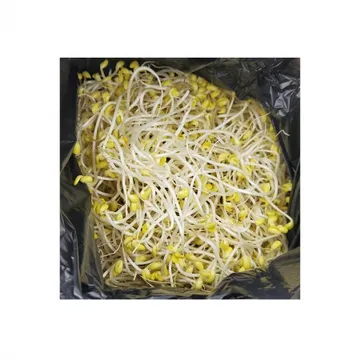 콩나물/곱슬이A-1/짧은것/외국산 3.5kg