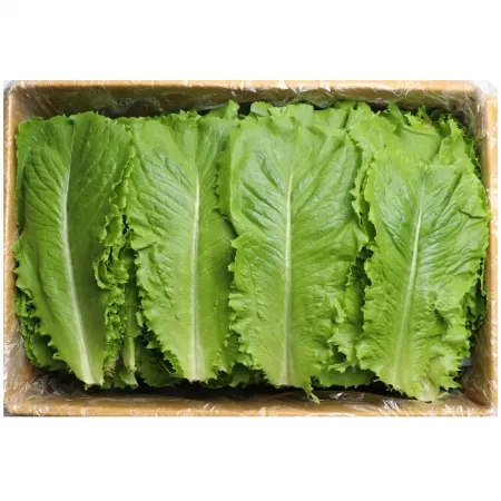 청로메인/국내산 2kg