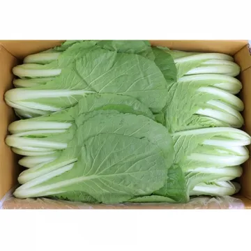 얼갈이/국내산 4kg