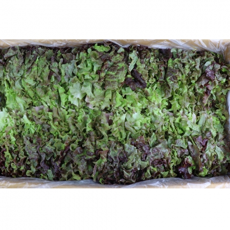 적상추 (특/국내산) 4kg