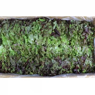 적상추 (특/국내산) 4kg