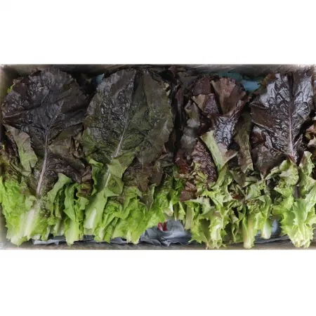 먹적상추/국내산 4kg 이미지