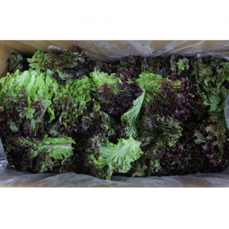 적상추 (특/국내산) 2kg