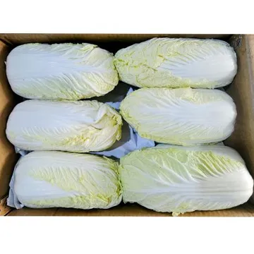 ★초특가★ 알배기 쌈배추 수입 10kg (특품 ,12입) 알배기 배추 중국산