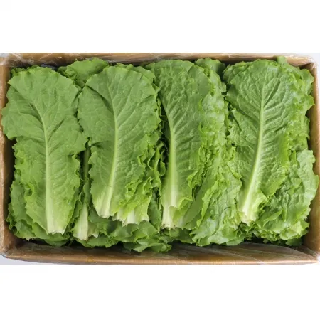 청상추 (특/국내산) 4kg