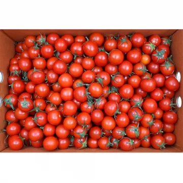 방울토마토3호 5kg