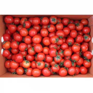 방울토마토1호 5kg