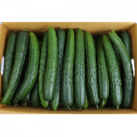 청오이/상 국내산 ±10kg