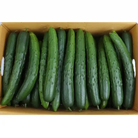 청오이/상 국내산 ±10kg