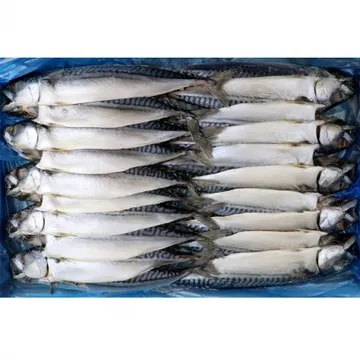 ★생선특가★ 냉동 노르웨이 자반고등어 中중 (10손) 20마리