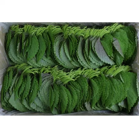 깻잎/찹찹/김밥용/국내산 1kg