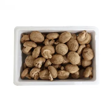 표고버섯2호中 국내산 500g