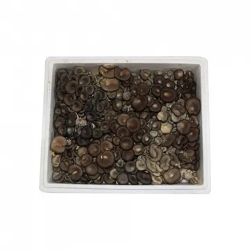 느타리버섯/파지/국내산 2kg