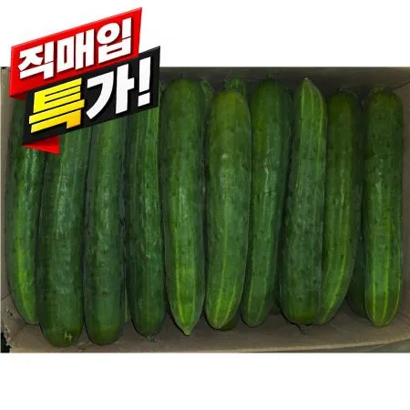 ★직매입 초특가★ 청오이/상/국내산 ±10kg 취청오이