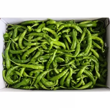 꽈리고추/상/국내산 4kg