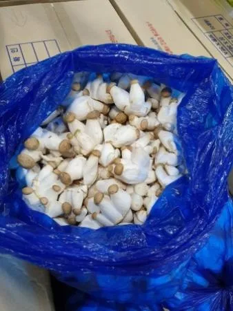 새송이(못난이) 4kg[BOX]