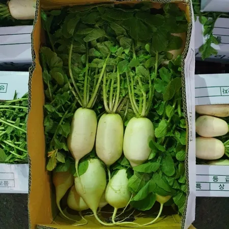 알타리(초록무) 10kg[BOX] 이미지