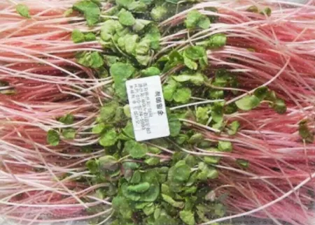 베이비적메밀순 (상)500g [EA] 이미지