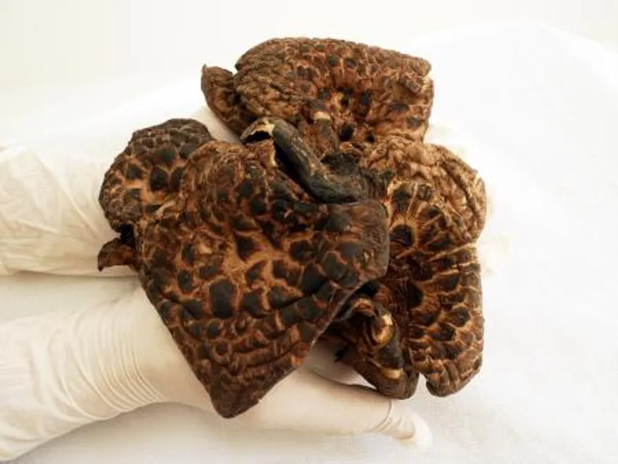 자연산 능이버섯 건조 A급 특품 500g 이미지