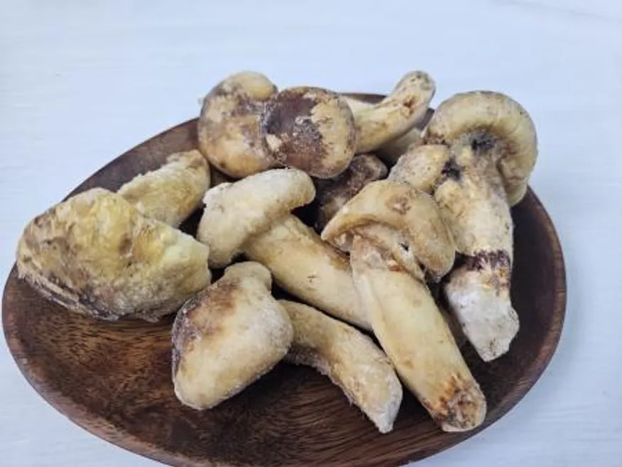 자연산 송이버섯 HB등급 1kg 이미지