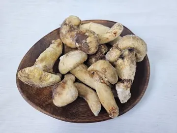 자연산 송이버섯 HB등급 2kg