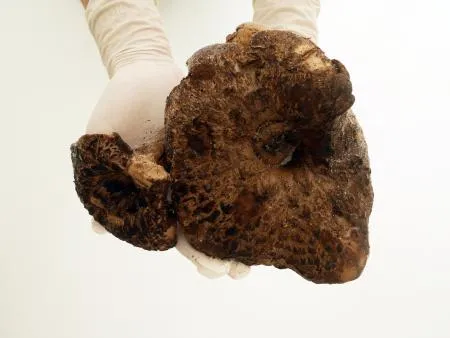 자연산 능이버섯 냉동 A급 특품 10kg 이미지