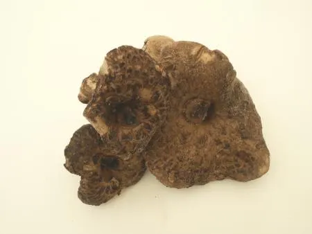 자연산 능이버섯 냉동 A급 특품 1kg 이미지