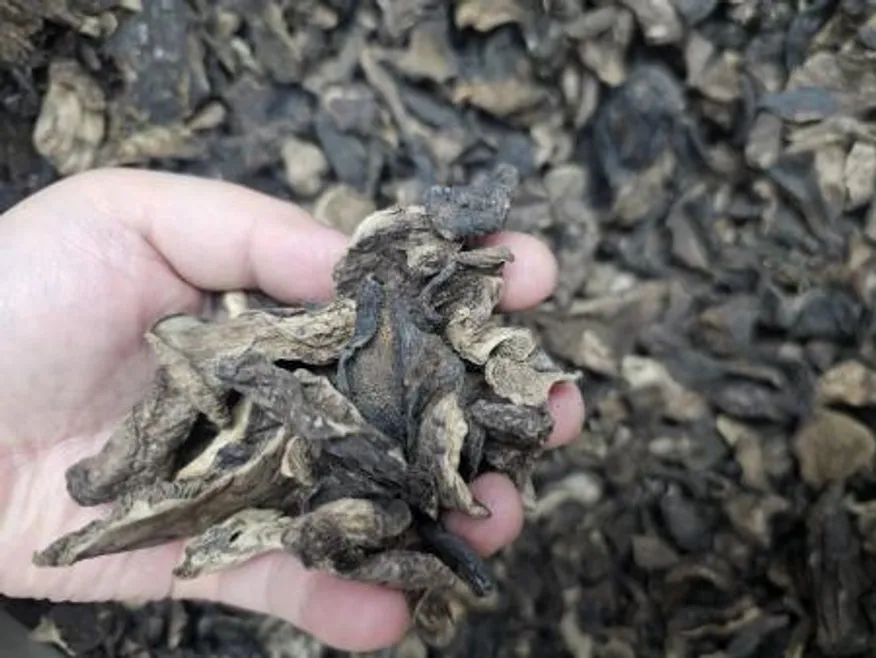 자연산 육수용 능이버섯 건조 500g 이미지