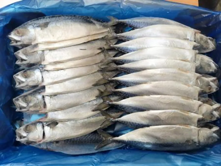 자반고등어/코라(20손-소(小)/국내산 이미지