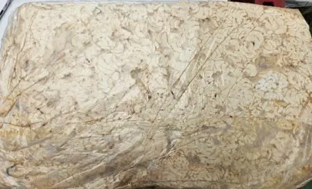 대구고니/17.5kg/미국,러시아