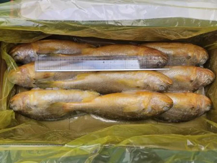 조기부서/9미(400-500)/3.4kg/중국산 이미지