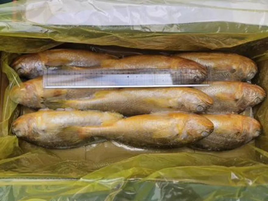 조기부서/9미(400-500)/3.4kg/중국산 이미지